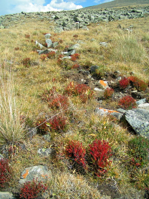 Изображение особи Rhodiola coccinea.