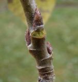 genus Populus