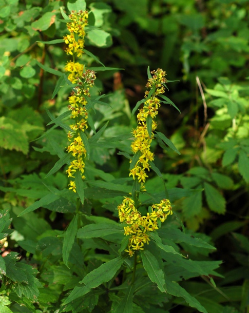 Image of Solidago decurrens specimen.