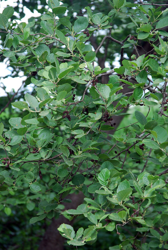 Image of Alnus incana specimen.