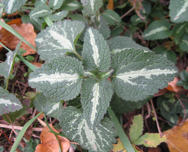 Image of Lamium maculatum specimen.