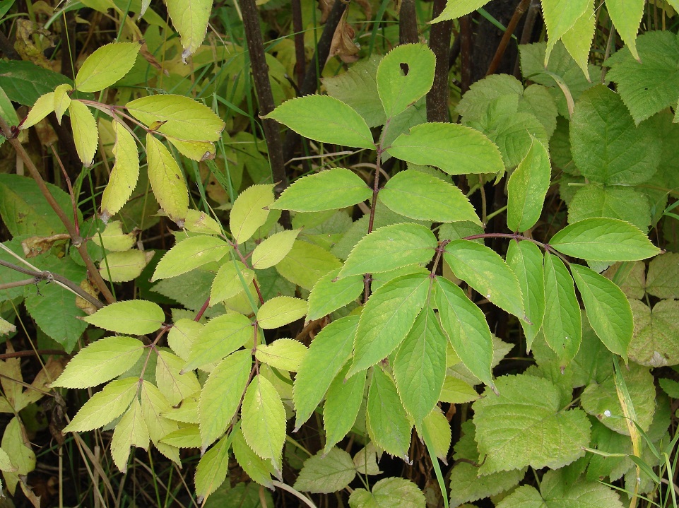 Изображение особи Sambucus sibirica.