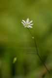 Stellaria graminea