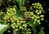 Hedera helix. Плоды и бутоны. Краснодарский край, Сочи, окр. Адлера, на дереве у дороги. 09.10.2014.