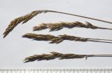 Image of taxon representative. Author is Сергей Банкетов