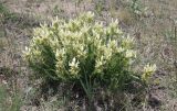 Oxytropis muricata. Цветущее растение. Хакасия, окр. с. Аршаново, степь на песках. 25.05.2015.