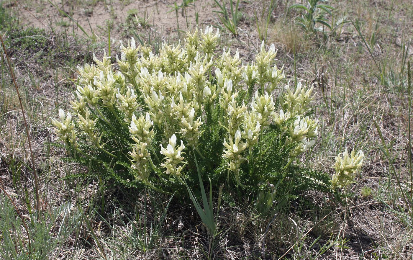 Изображение особи Oxytropis muricata.