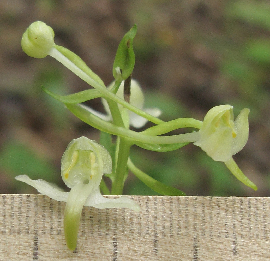 Изображение особи Platanthera chlorantha.