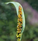 Sorghum bicolor