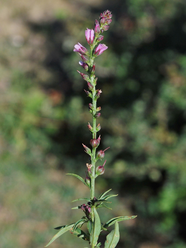 Изображение особи Lysimachia dubia.