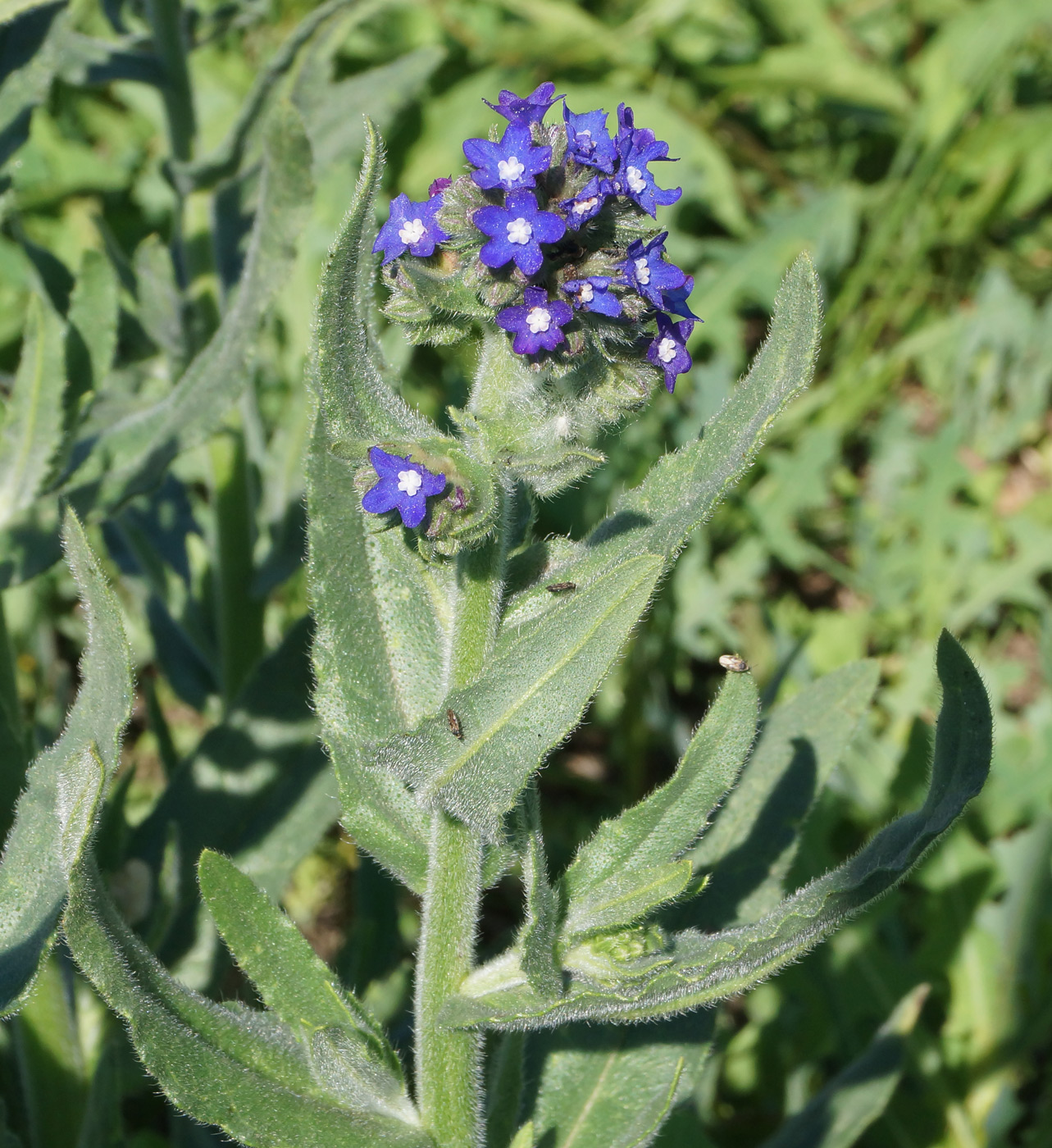 Изображение особи Anchusa officinalis.