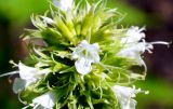 Agastache rugosa