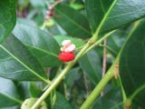Glochidion ferdinandii. Часть побега с раскрывшимся плодом. Австралия, г. Брисбен, ботанический сад. 22.11.2015.