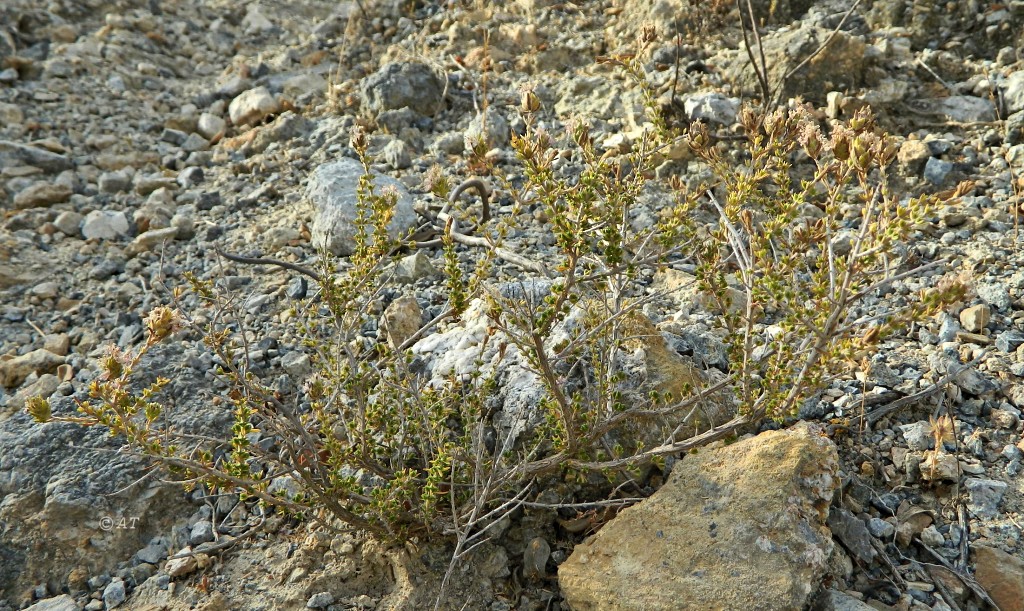 Image of Thymbra capitata specimen.