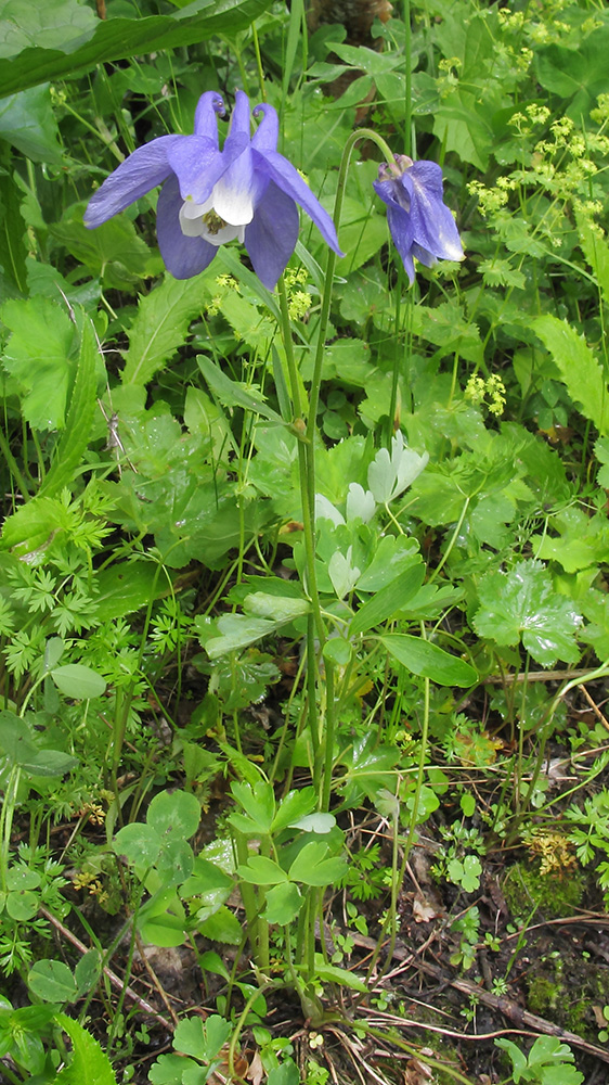 Изображение особи Aquilegia olympica.