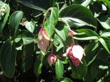 Medinilla magnifica