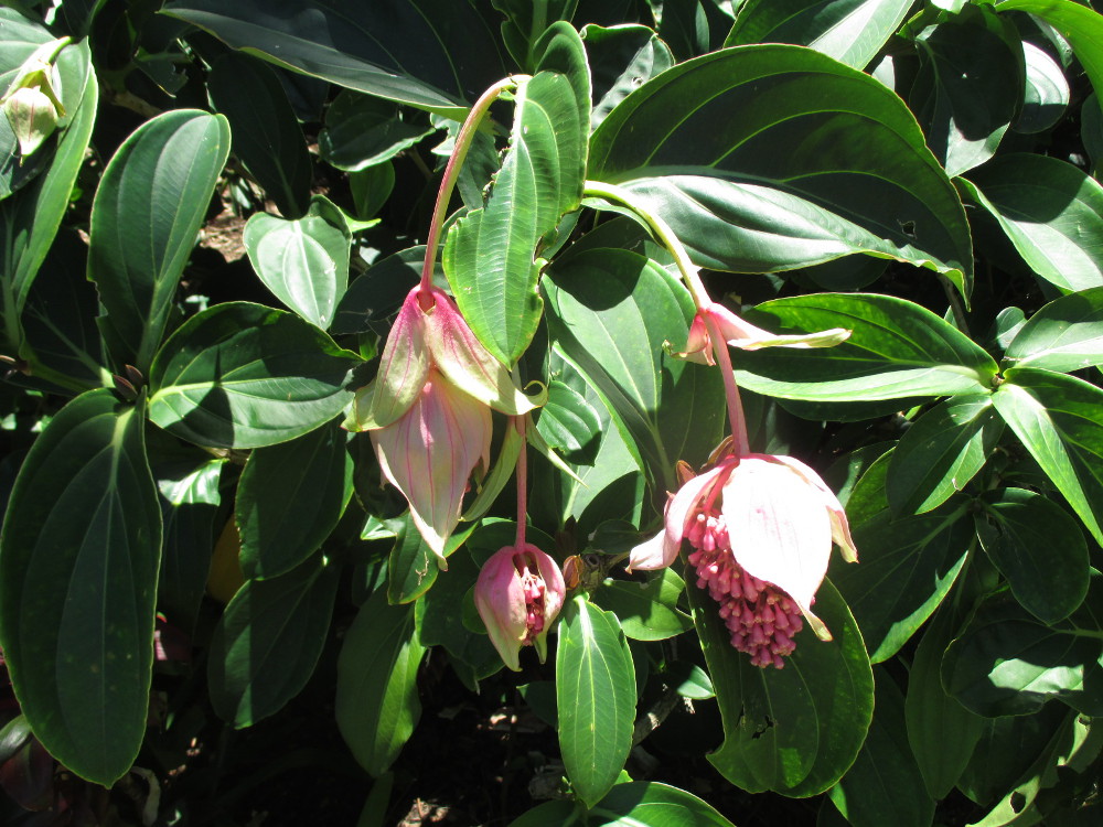Image of Medinilla magnifica specimen.
