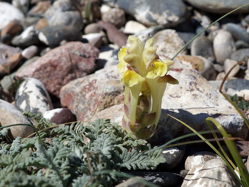 Изображение особи Scutellaria przewalskii.