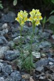 Linaria vulgaris. Цветущее растение. Приморский край, г. Находка, обочина дороги. 25.08.2015.