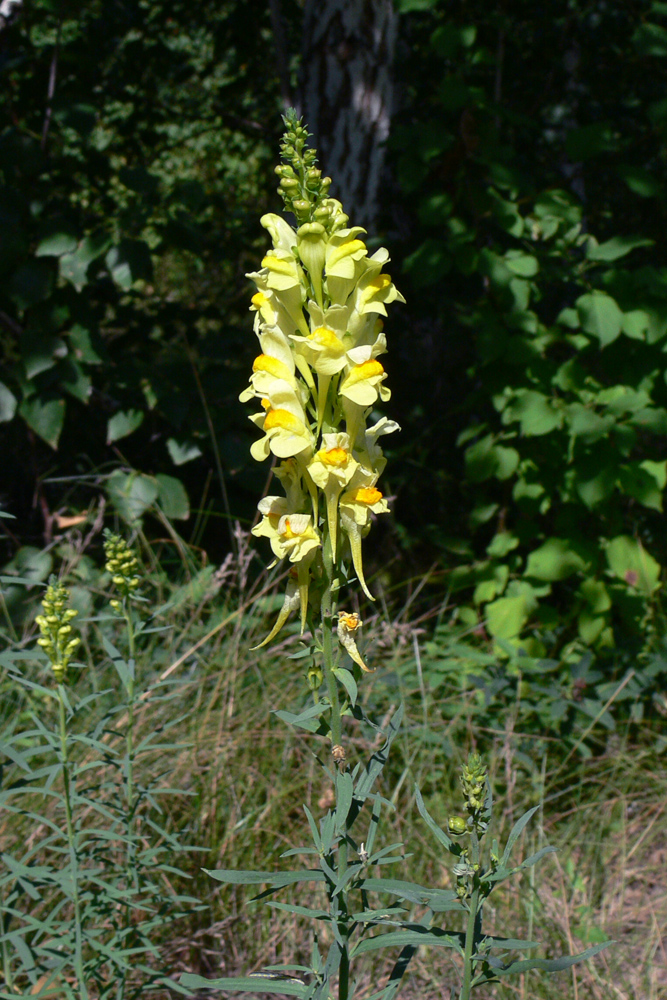 Image of Linaria vulgaris specimen.