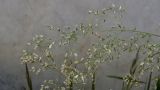 genus Poa