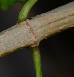 Podranea ricasoliana
