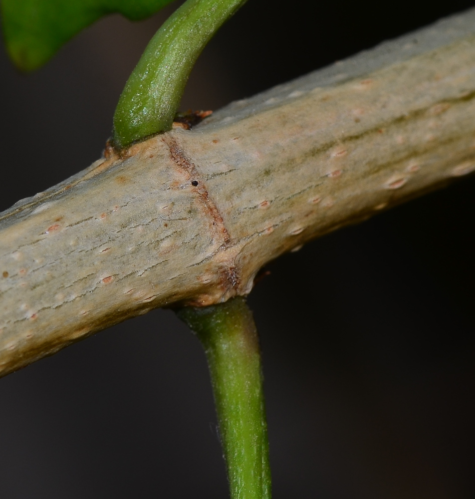 Image of Podranea ricasoliana specimen.