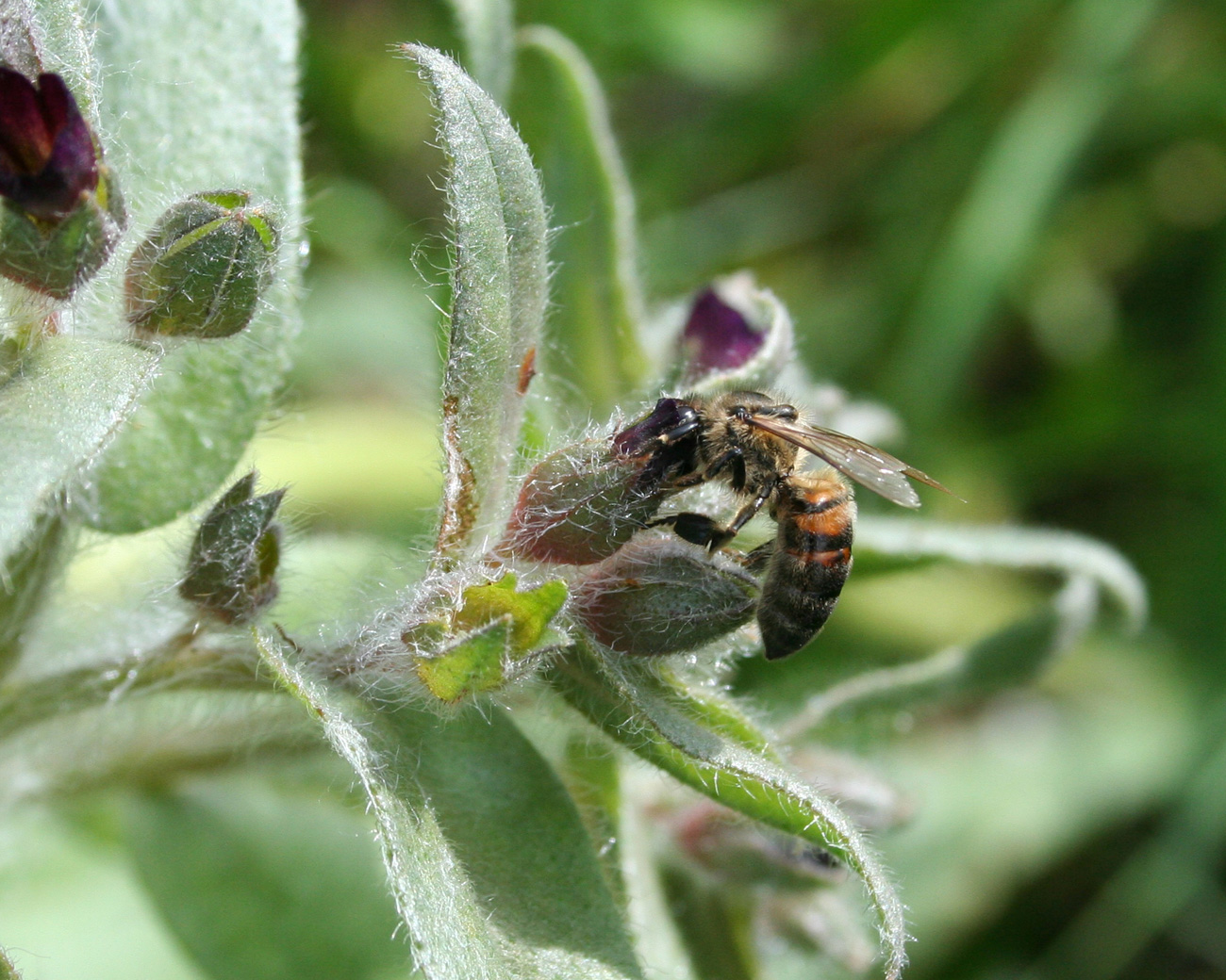 Image of Nonea pulla specimen.