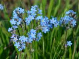 Myosotis imitata