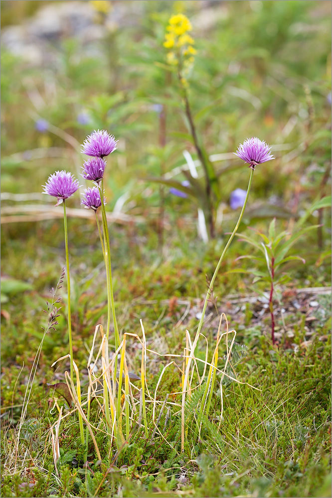 Изображение особи Allium schoenoprasum.