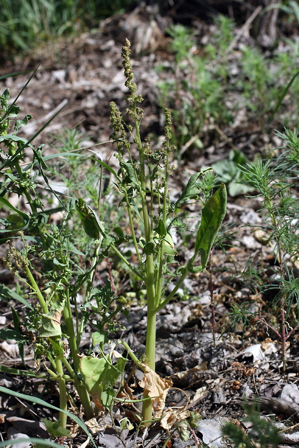 Image of Spinacia turkestanica specimen.