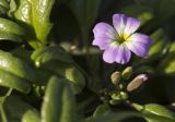 Malcolmia flexuosa