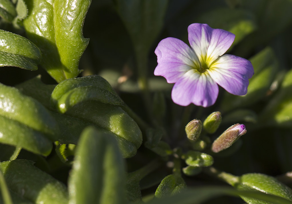 Изображение особи Malcolmia flexuosa.