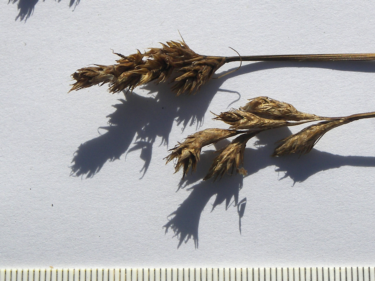 Image of Carex leporina specimen.