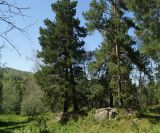 Pinus sylvestris. Деревья на скалах. Восточный Казахстан, Кокпектинский р-н, 25 км в горы от с. Пантелеймоновка, 1000 м н.у.м., каменистая сопка. 16.07.2015.