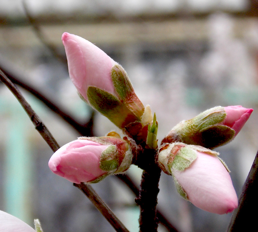 Изображение особи Amygdalus communis.