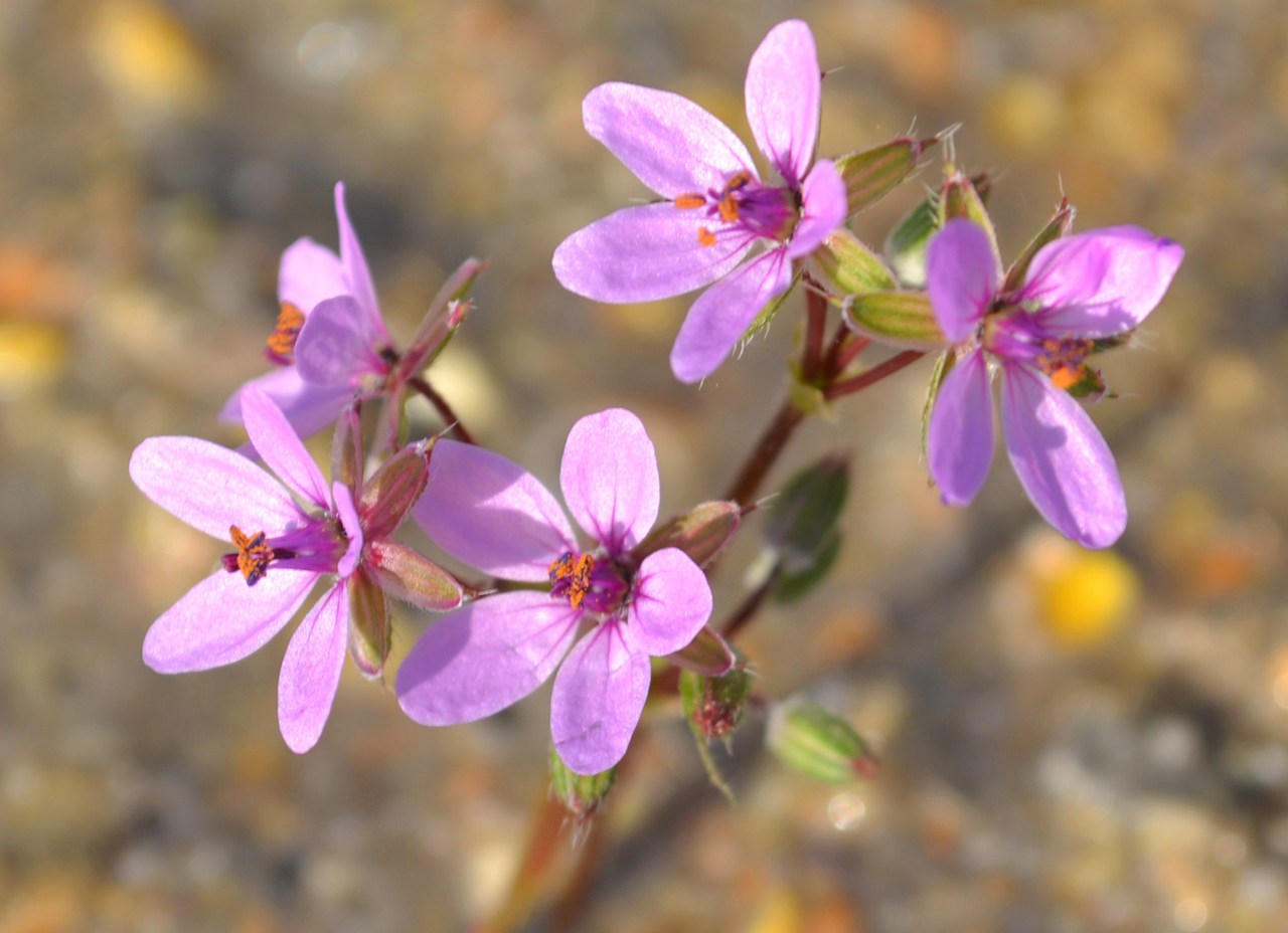 Image of Erodium cicutarium specimen.