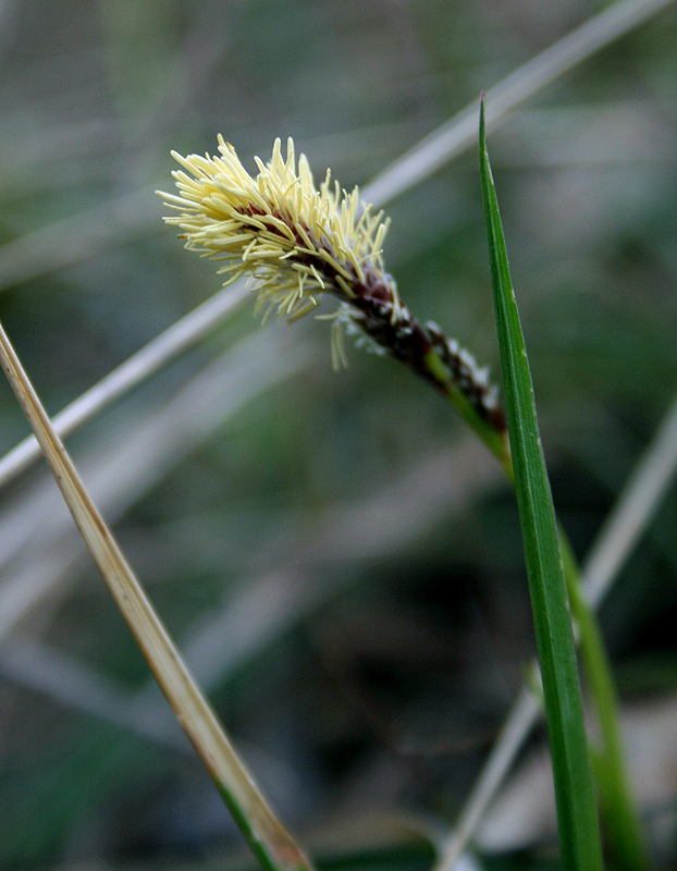 Изображение особи Carex ericetorum.