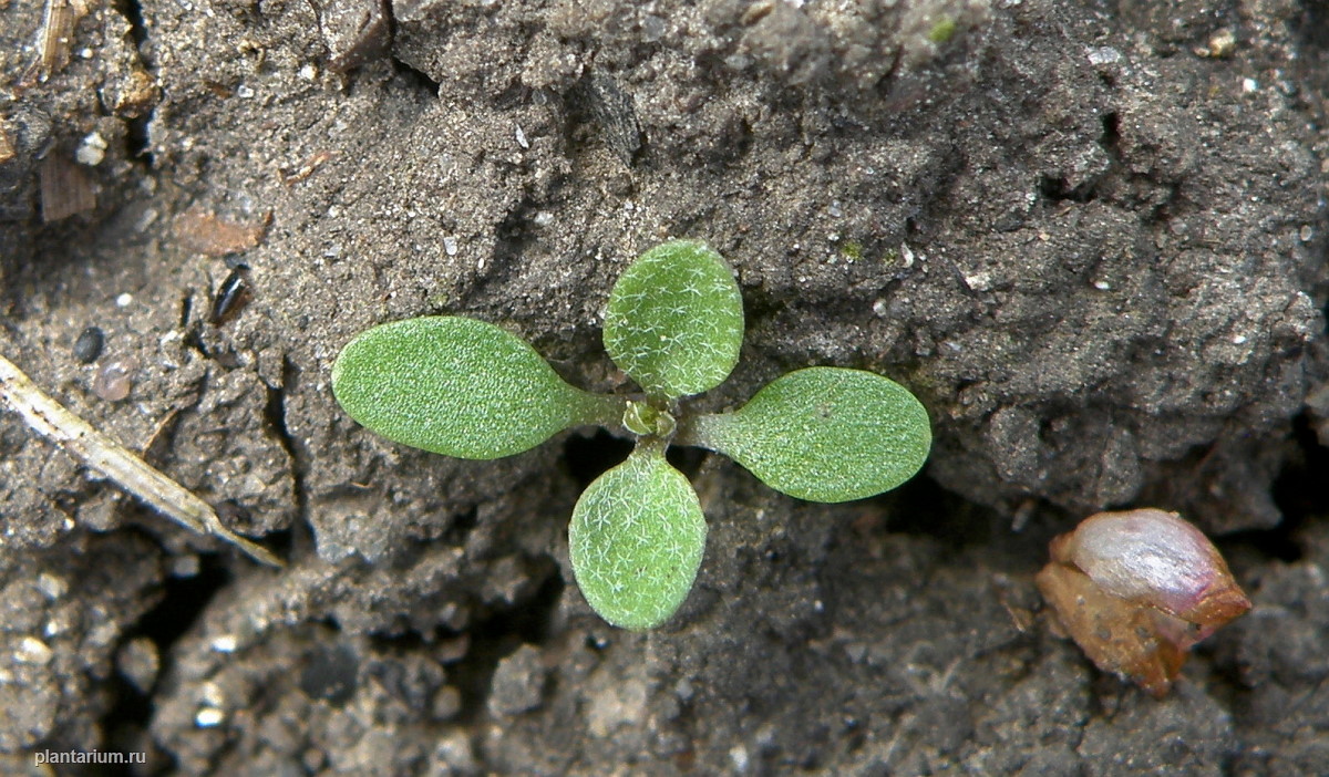 Изображение особи Capsella bursa-pastoris.