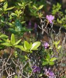 Rhododendron dauricum