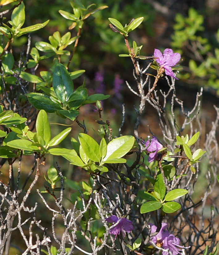 Image of Rhododendron dauricum specimen.