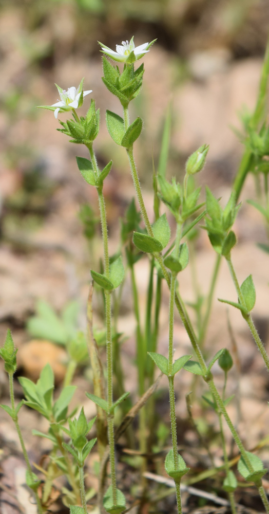Image of Arenaria serpyllifolia specimen.