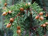 Picea abies