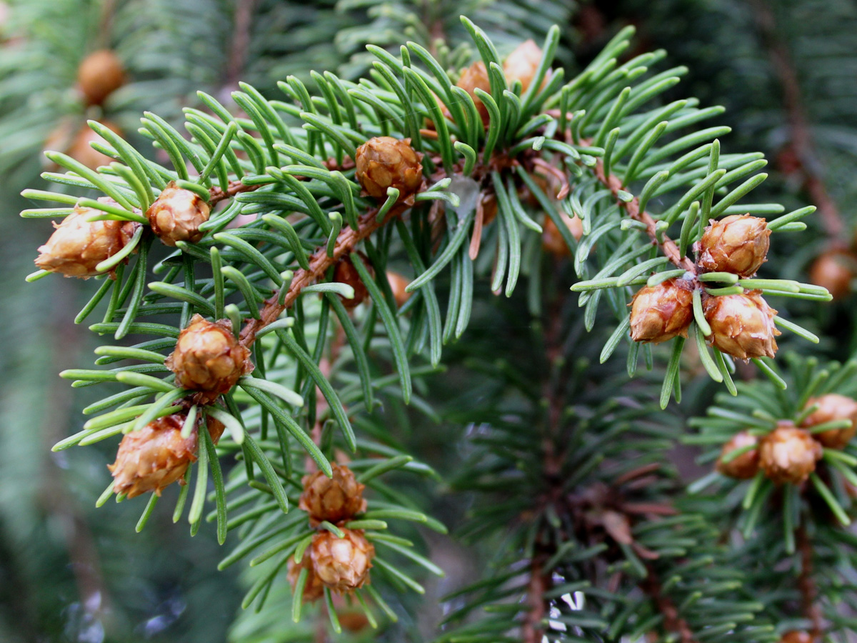 Изображение особи Picea abies.