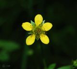 Geum urbanum