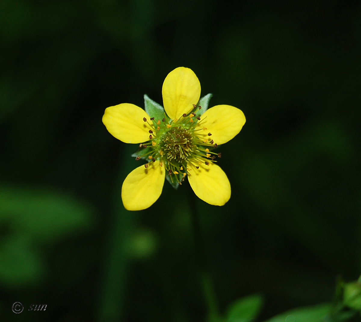 Изображение особи Geum urbanum.