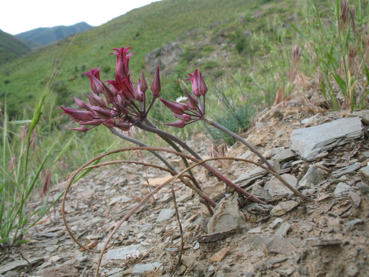 Image of Allium kujukense specimen.