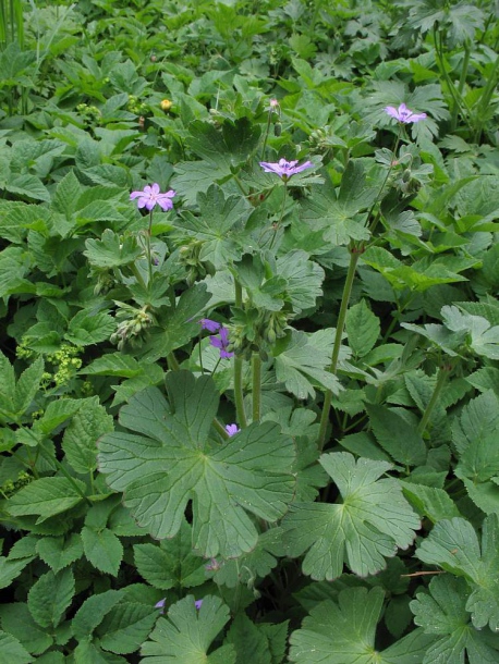 Image of Geranium pyrenaicum specimen.