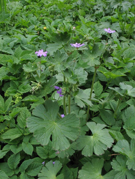 Изображение особи Geranium pyrenaicum.