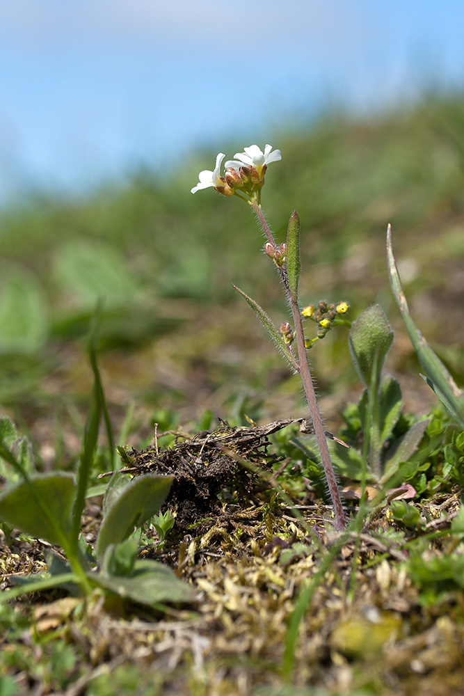 Изображение особи Arabidopsis arenosa.